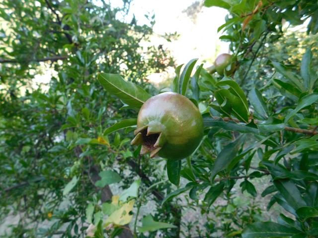 Granátové jablko