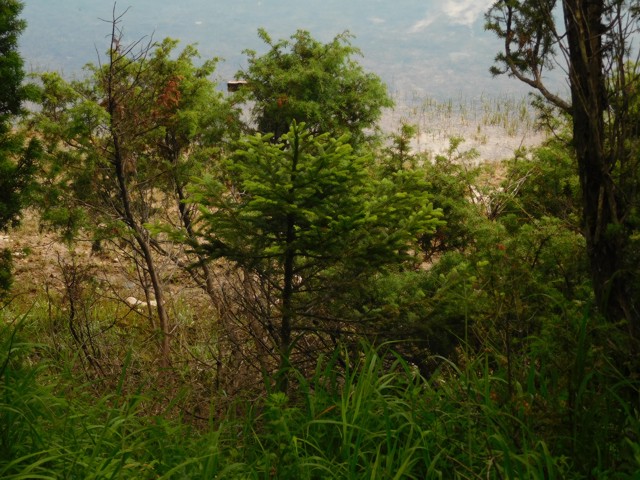 Vegetace u Černého jezera
