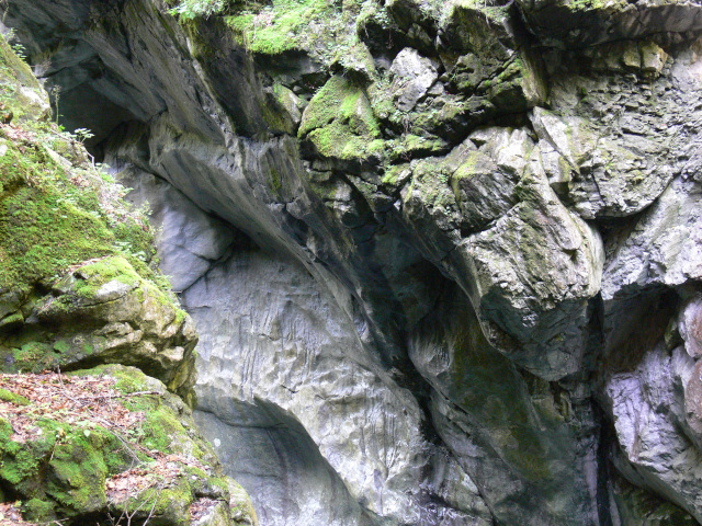 Skaln tvar