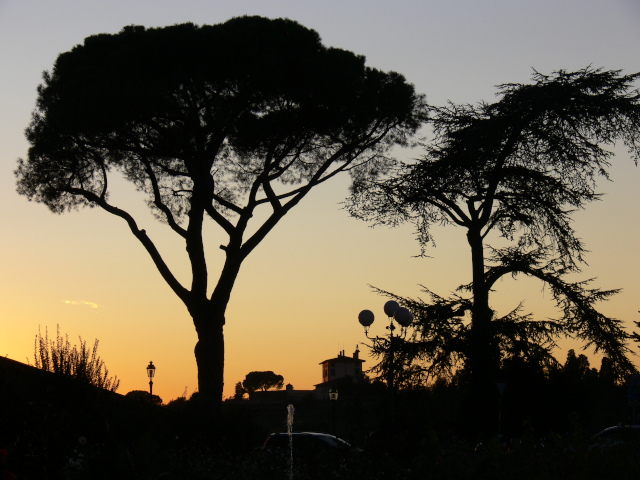 Stromy při západu slunce
