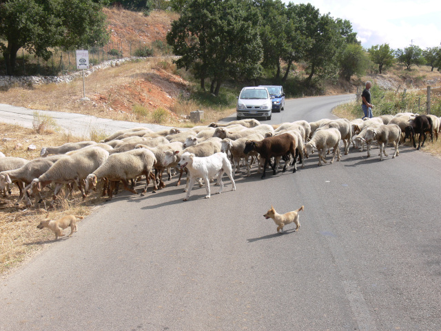 Ovce přecházející silnici SP43