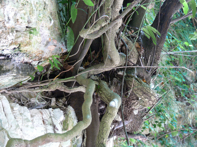Kořeny na hraně skalní stěny