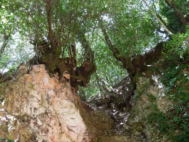 Stromy na hraně skalní stěny