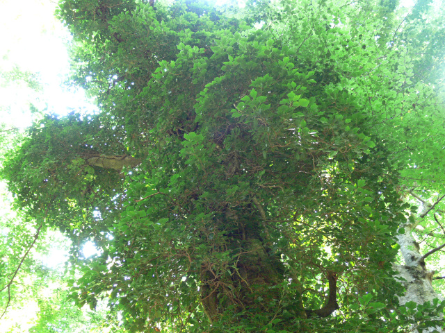 Porostlý strom