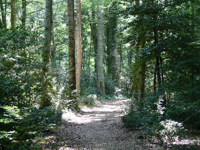 Cesta k Bosco Pavari