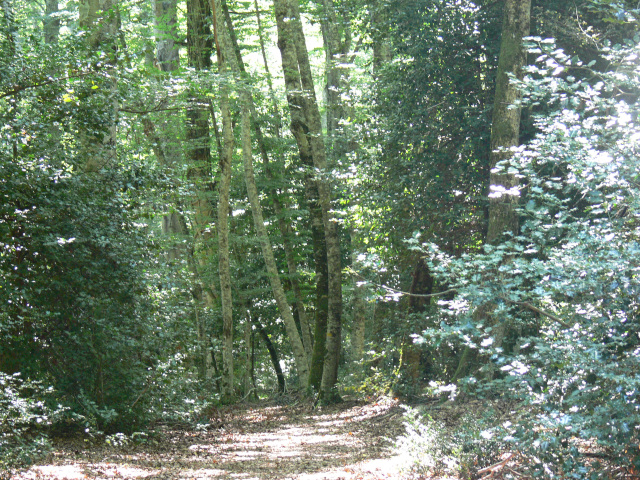 Cesta k Bosco Pavari