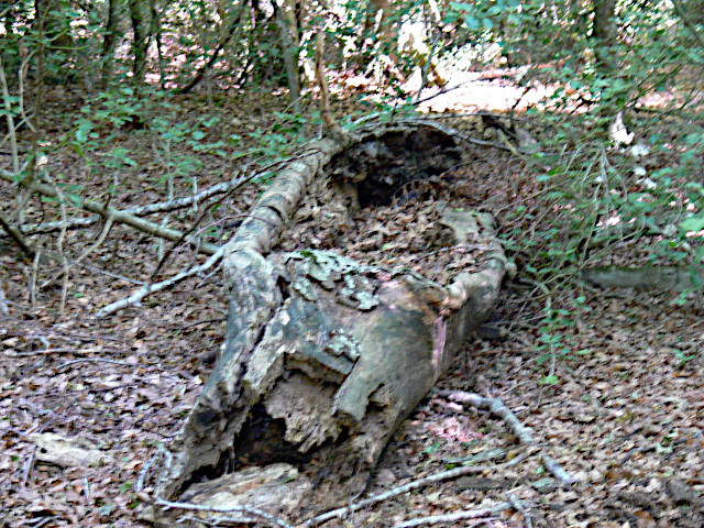 Kmen stromu v rozkladu