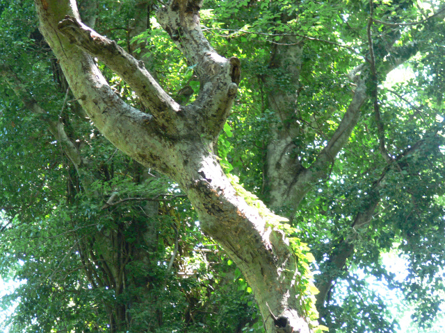 Pokroucený strom