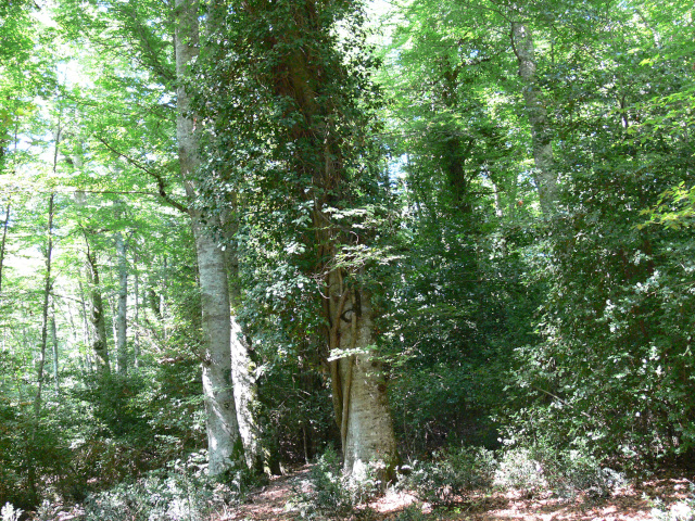 Opleten strom