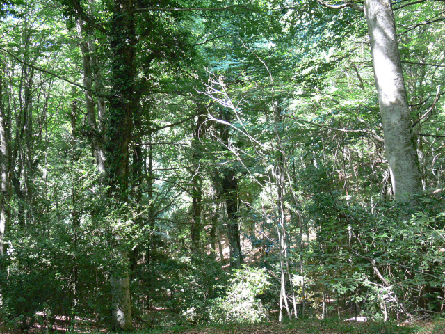 Prales Foresta Umbra