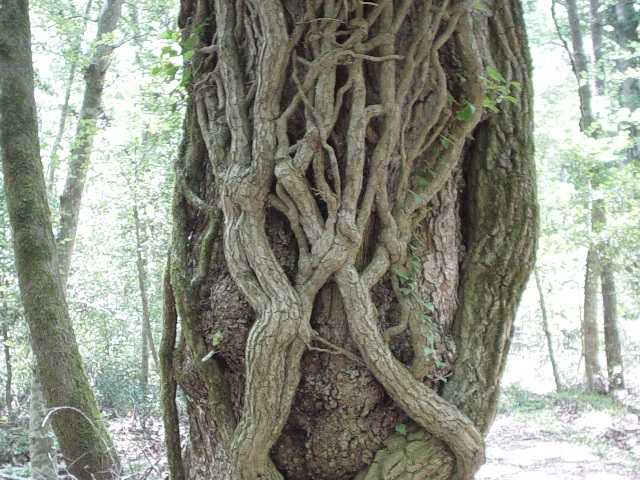 Strom v pralese