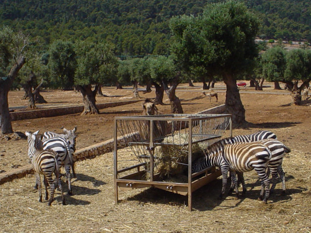 Zebra stepní