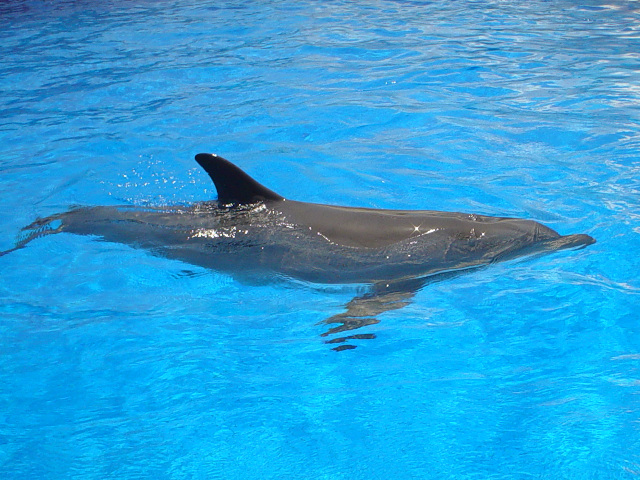 Delfín obecný