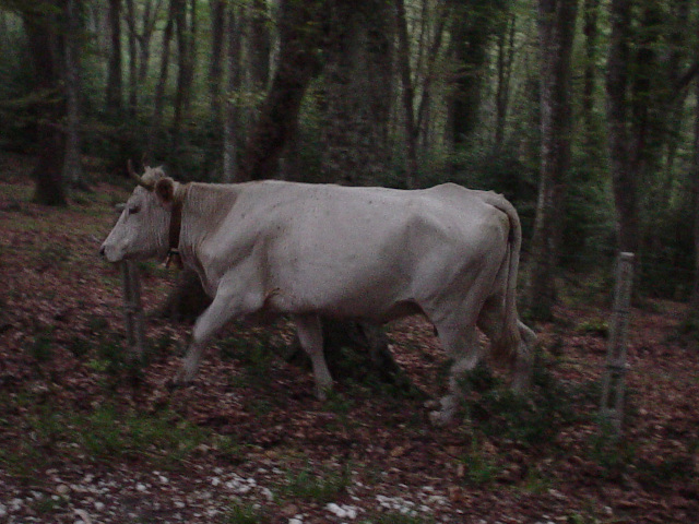 Kráva v pralese