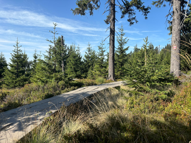 Svinsk loue (1212 m)