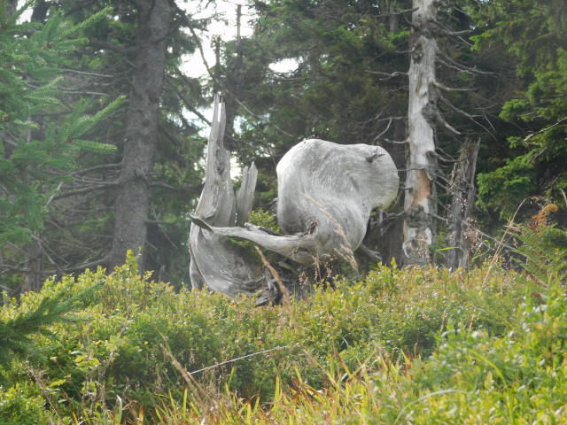 Samorost