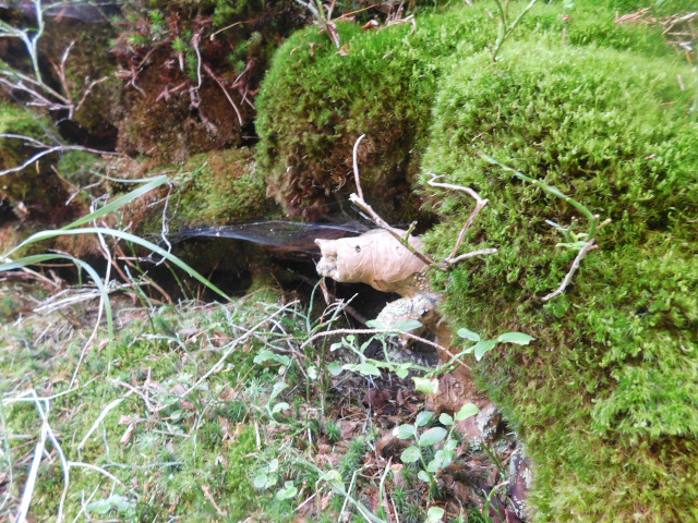 Mechorost