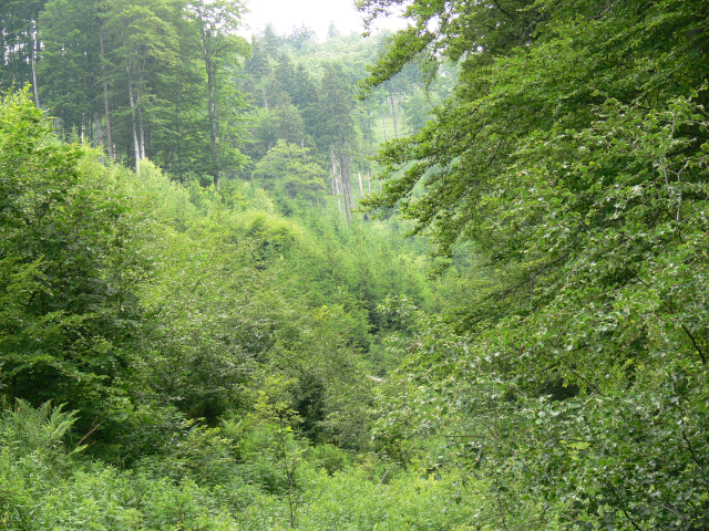 Porost nad Kanm lebem