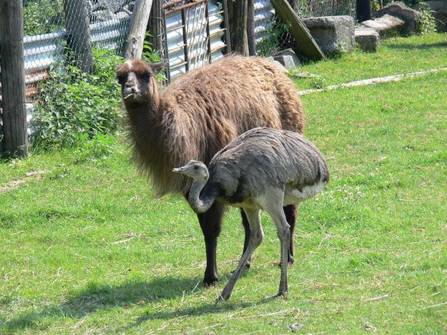 Lama krotk a nandu pampov