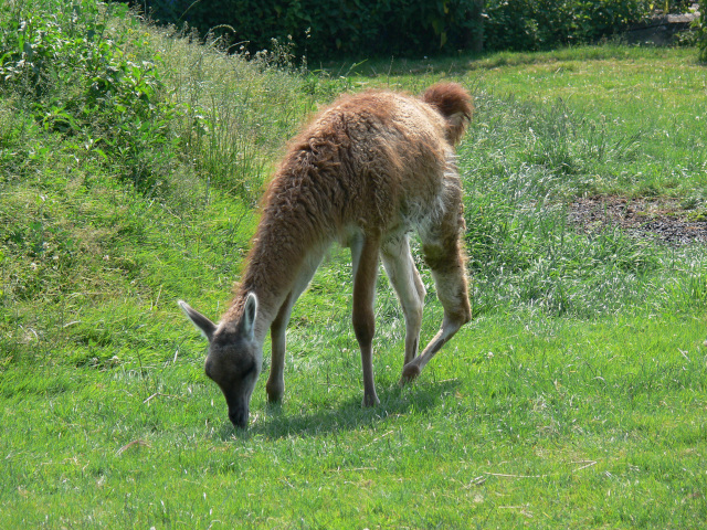 Lama krotk