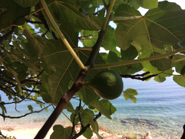 Fig Tree