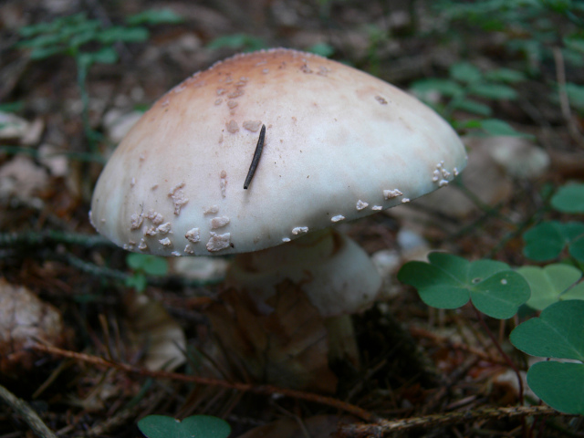 Muchomrka rovka
