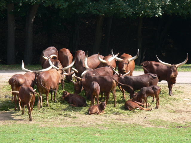 Watusi