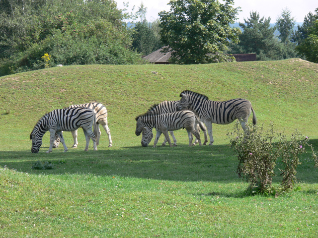 Zebra Bhmova