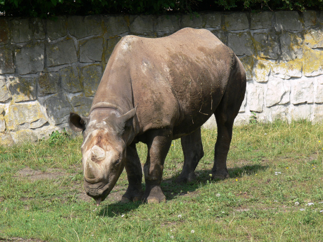 Nosorožec dvourohý východní