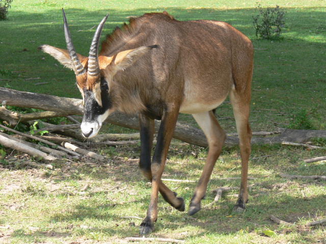 Antilopa koňská