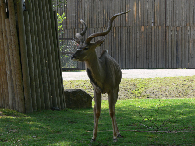 Kudu velk