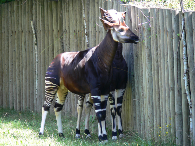 Okapi