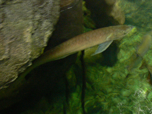 Arowana dvojvous