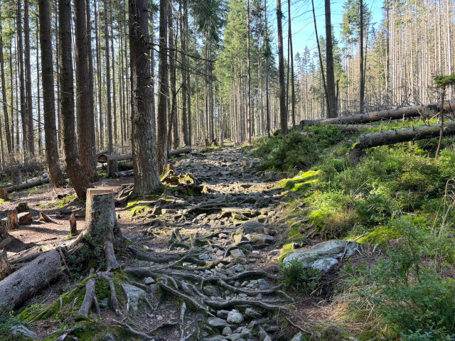 Jezern cesta