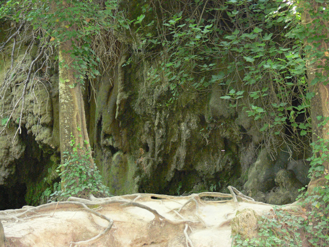 Strom s koeny u jeskyn