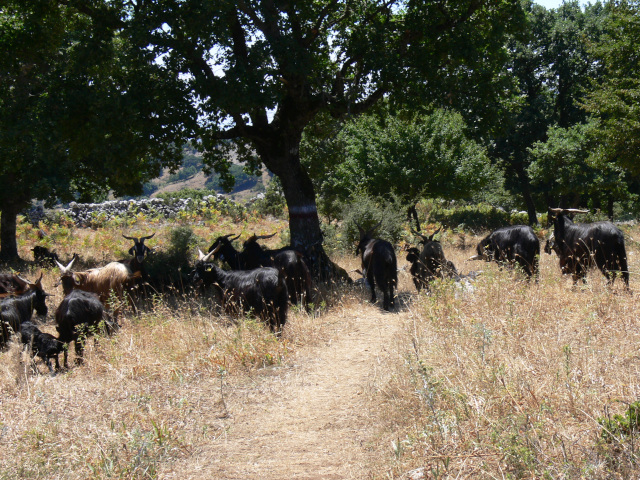 Kozy na pastvě