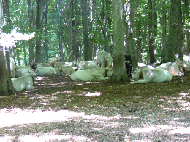 Krávy v pralese Foresta Umbra