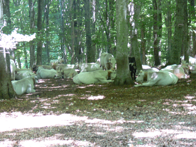 Krvy v pralese Foresta Umbra