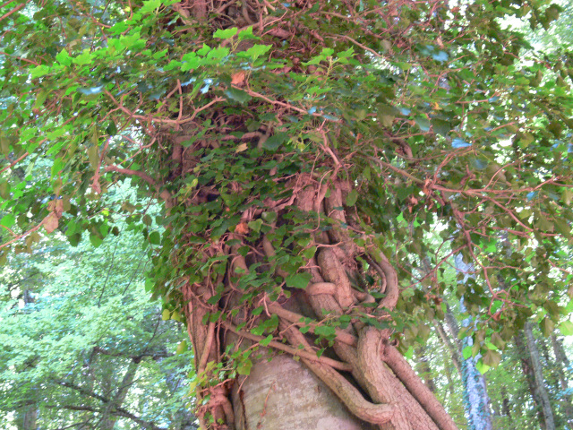 Strom v pralese Foresta Umbra