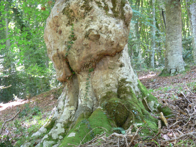 Strom v pralese Foresta Umbra
