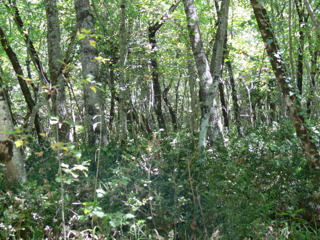 Hustý porost v pralese Foresta Umbra