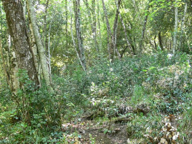 Prales v rezervaci Sfilzi