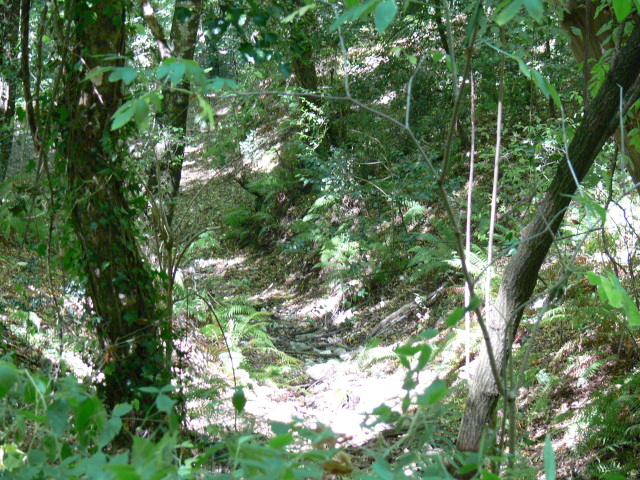 Prales v rezervaci Sfilzi