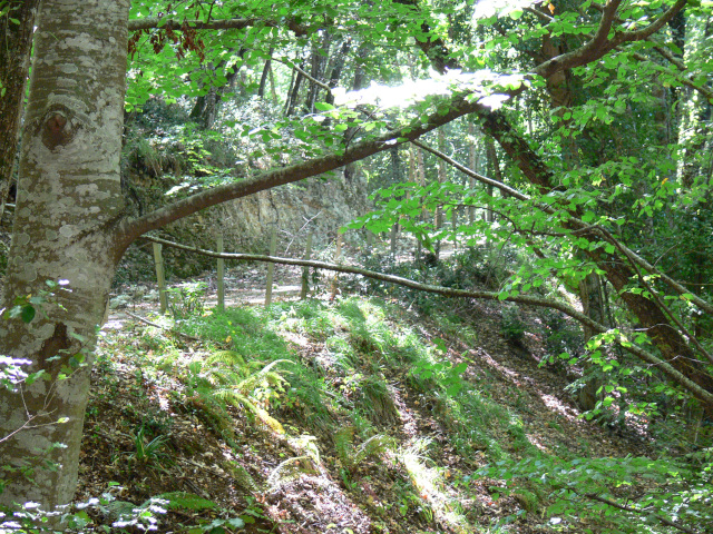 Cesta pralesem Foresta Umbra