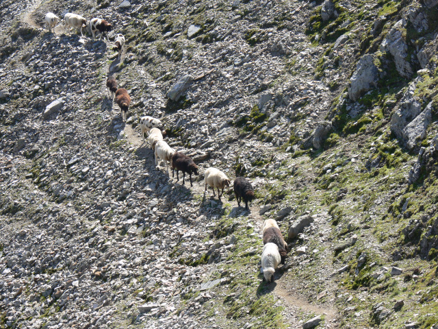Ovce na stezce