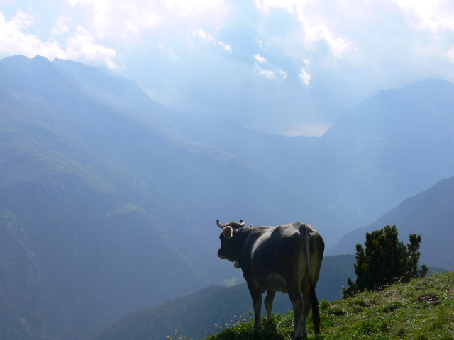 Kráva nad údolím Ötztal