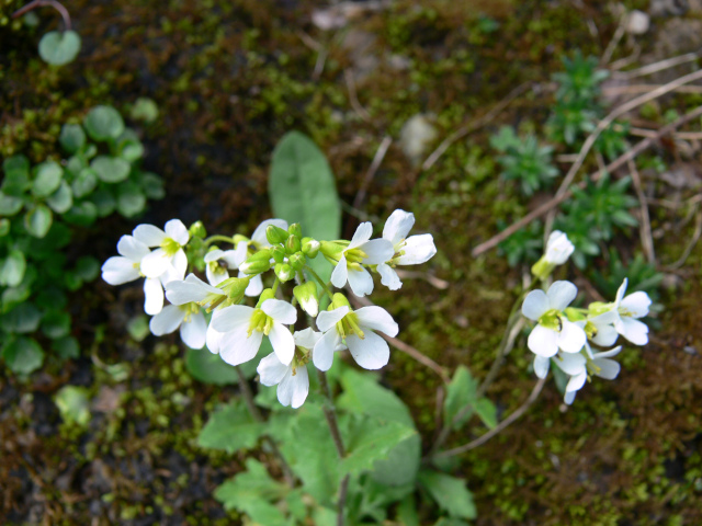 Husenk alpsk