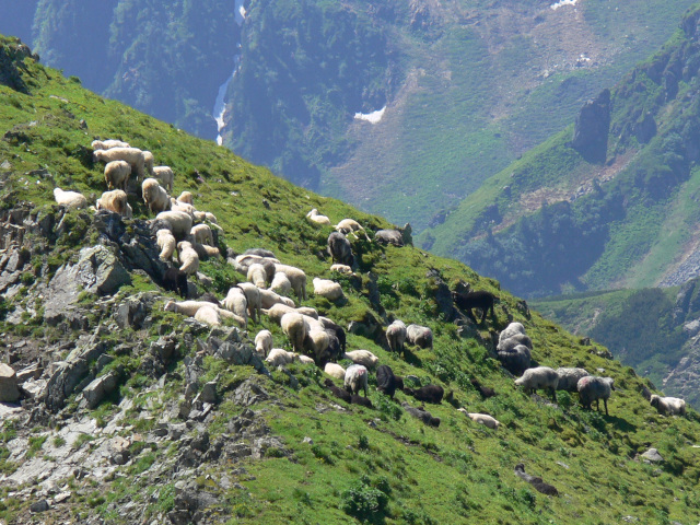 Ovce pod Wildseeloder