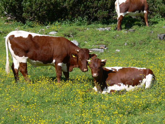 Krávy pod Steinplatte