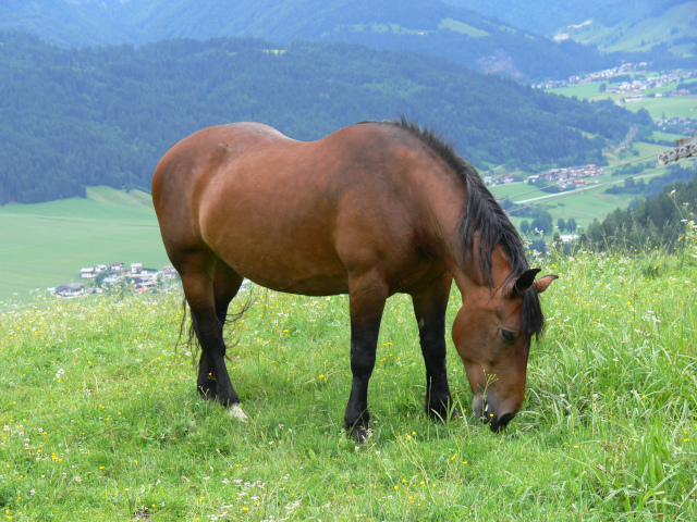 Kůň na pastvě pod Streuböden Alm